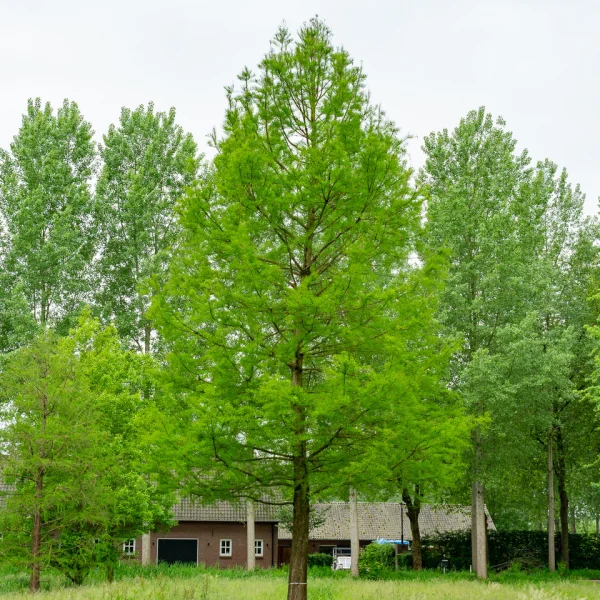 Larix kaempferi | Japanese larch - Pepinierele Van den Berk